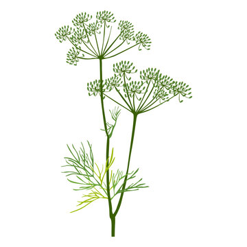 Dill herb illustration