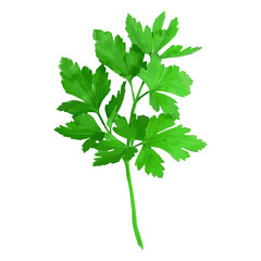 Cilantro coriander herb illustration