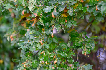 Detailed CloseUp Image of Oak Tree Leaves Featuring Acorns in Their Natural Setting © beholdereye
