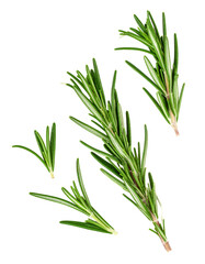 Obraz premium Fresh rosemary sprigs seasoning and cooking herb