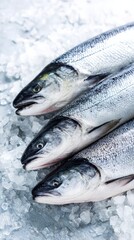 Fresh salmon fish resting on crushed ice background