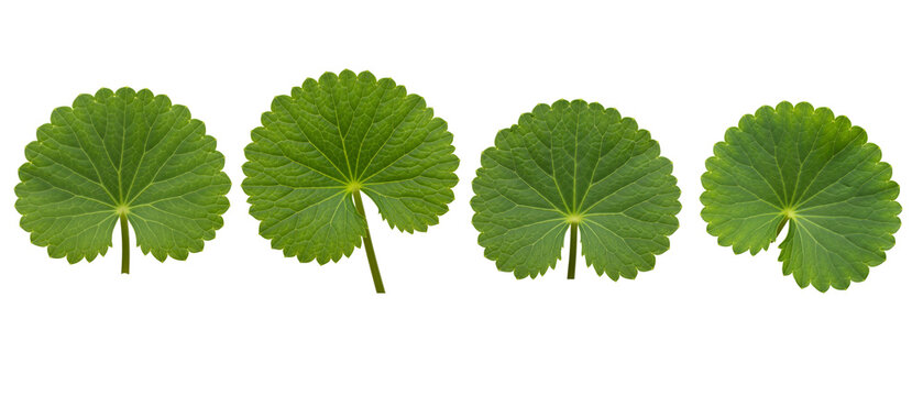 A collection of four fresh green Centella asiatica leaves isolated on a white background.