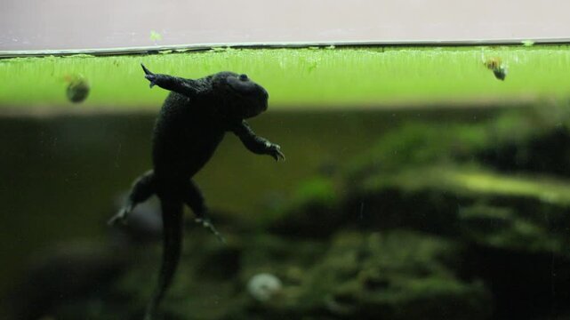 Black iberian ribbed newt swimming underwater