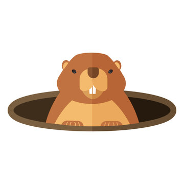 Ground hog marmot muzzle hole fur flat