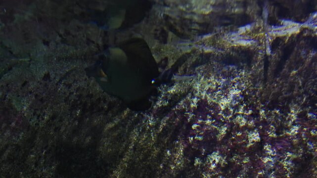Yellowfin surgeonfish acanthurus xanthopterus swimming near coral reef
