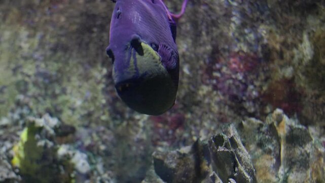 Black triggerfish swimming in an aquarium