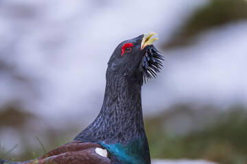 Male Western capercaillie (Tetrao urogallus)
