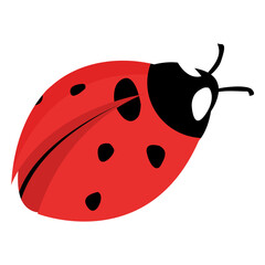 Fototapeta premium Flat ladybug image