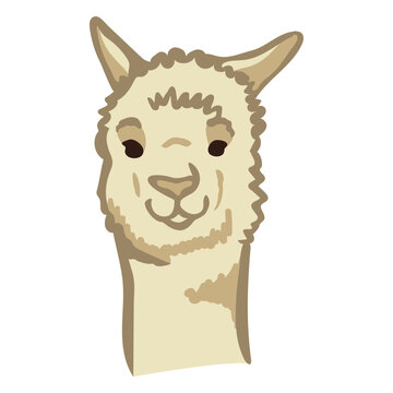 Llama cute face