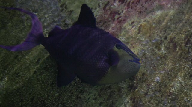 Black triggerfish swimming slowly over coral reef