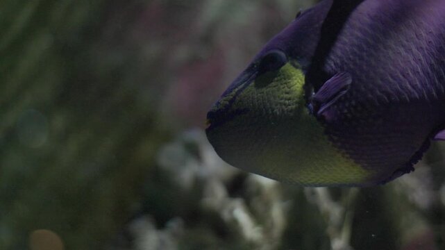 Purple triggerfish with yellow head swimming in aquarium