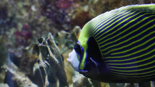 Emperor angelfish swimming in a coral reef aquarium
