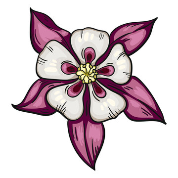 Wild flower white purple columbine