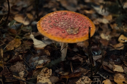 Detailed image of fungi among fallen leaves, Vivid macro shot of mushroom thriving in damp forest floor, Photograph capturing vivid details of orange fungus nestled within decaying autumn leaves