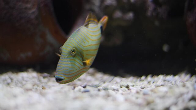 Orangespotted filefish swimming slowly in an aquarium