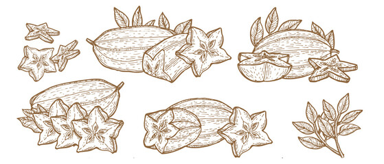 Carambola star fruit vector set on white background. Hand drawn starfruit compositions, whole, halves and slice fruits. Exotic fruit linear sketch in vintage style.