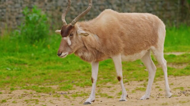 Close-up of Addax antelopes with their distinctive horns and coat patterns