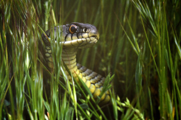 Obraz premium primer plano de culebra bastarda