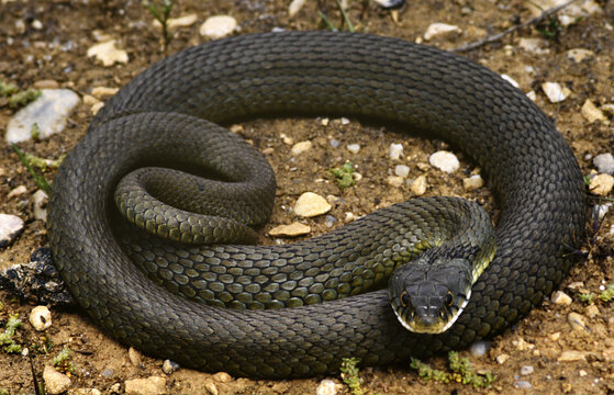 culebra bastarda
