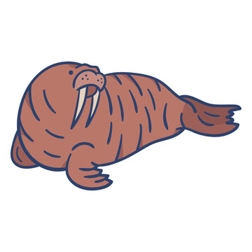 Arctic walrus illustration