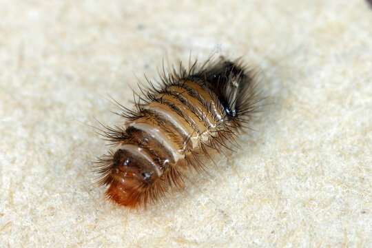 Larwa of Dermestidae family, skin beetles, Anthrenus, carpet beetles. These are insects commonly found in apartments and houses, pests of various products.