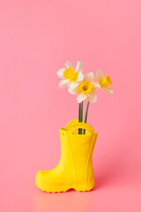 Obraz premium Yellow spring daffodils in yellow rubber boot on pink background flat lay. Creative festive floral card for March 8, International Women's Day and Easter