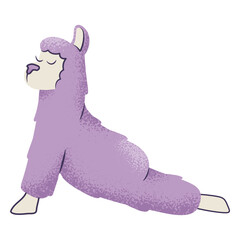 Fototapeta premium Llama upward facing dog yoga