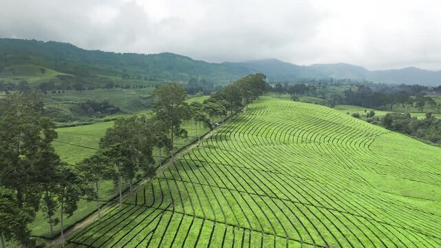 Morning aerial road over misty tea fields. Sets fresh atmosphere. Ideal for travel openers. Ciwidey, Bandung, Indonesia.