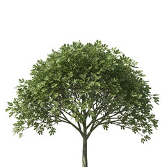 Obraz premium Tree Isolated on White Background, Medicinal Azadirachta Indica Plant with Green Leaves”