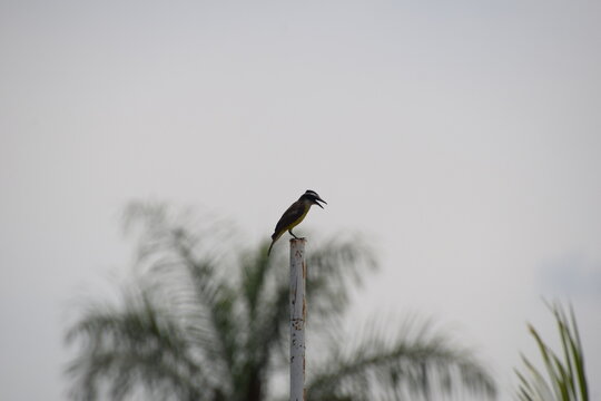pitangus sulphuratus perched on a post with palm leaves and sky background
