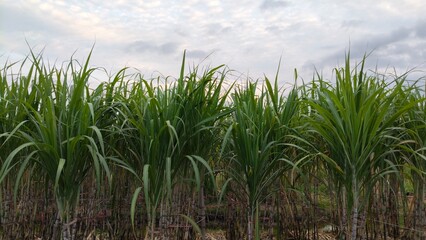 Fototapeta premium sugarcane in the farm