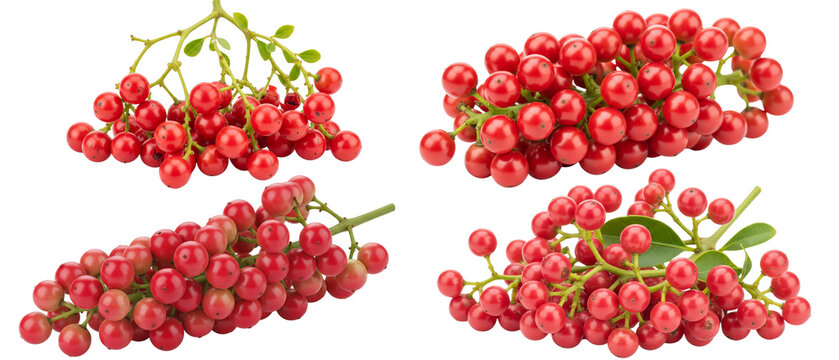 A collection of fresh pink peppercorns also known as Brazilian pepper isolated on a clean white background.