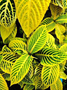 Vibrant Yellow and Green Sanchezia Leaves with Striking Vein Patterns