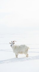 Obraz premium White mountain goat stands on snow-covered terrain in serene winter landscape under overcast sky