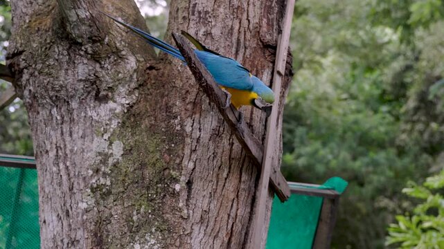 Blau gelber Papagei klettert einen Baum herunter, um eine Banan zu holen und diese zu essen
