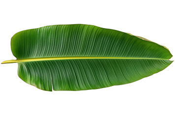 Single Green Banana Leaf with Yellow Vein isolated on a transparent background