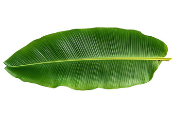 Large Green Banana Leaf with Yellow Midrib on Black isolated on a transparent background