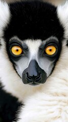 Obraz premium Intense Close-Up of Lemur’s Yellow Eyes with Black and White Fur Details