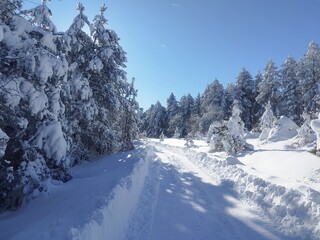 Obraz premium Snowy mountain road through frozen pine forest on jagodnja.