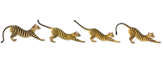 Obraz premium A sequence of a young tiger cub stretching its body isolated on a white background.