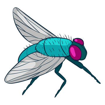 Side view fly illustration