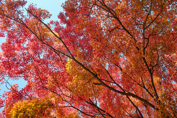  Beautiful autumn tree. Colorful red, orange, yellow maple leaves fill the frame, glowing in sunlight against a clear blue sky. A vivid autumn nature background symbolizing seasonal change and beauty