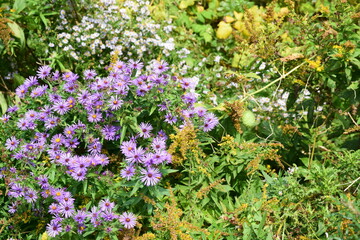 Obraz premium Purple Aster