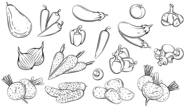 Set of Vegetables Vector Illustration. Hand Drawn Veggies Isolated. Vegetable Line Art
