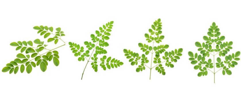 A set of four fresh green moringa leaves isolated on a pure white background.