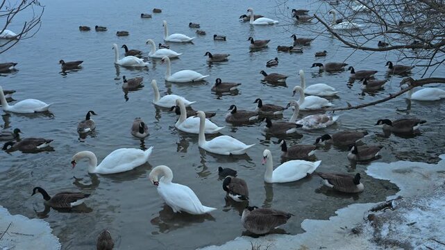 Smooth tilt-down showing swans and ducks on an icy river. Detailed bird behaviors perfect for environmental protection and wildlife education media.