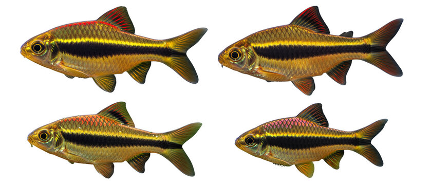 A set of four Penguin Tetra fish Thayeria boehlkei isolated on a white background.
