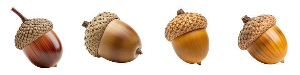 Set of ripe brown acorns isolated on white background, oak tree seeds collection for autumn and nature design elements © Ibrar