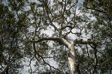 Eucalyptus tree canopy in Australian bush