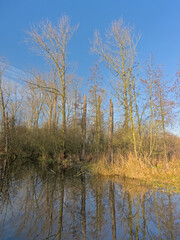 Fototapeta premium Sunny marsh landscape with golden reed and bare winter trees in Bourgoyen nature reserve, Ghent, Flanders, Belgium 
